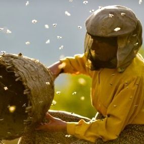 Foto Honeyland