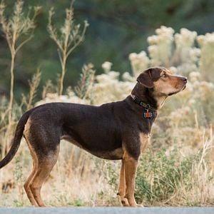 Foto A Caminho de Casa