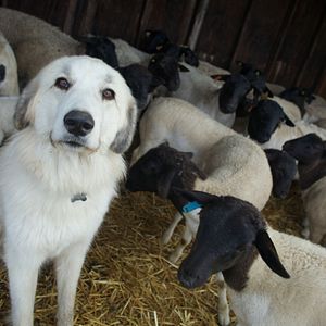 Foto A Pequena Grande Fazenda