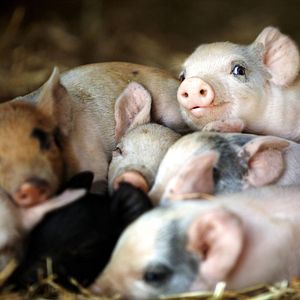 Foto A Pequena Grande Fazenda