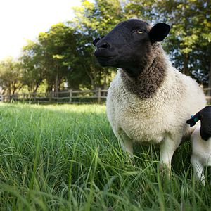 Foto A Pequena Grande Fazenda