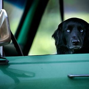 Foto A Pequena Grande Fazenda