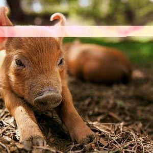 Foto A Pequena Grande Fazenda