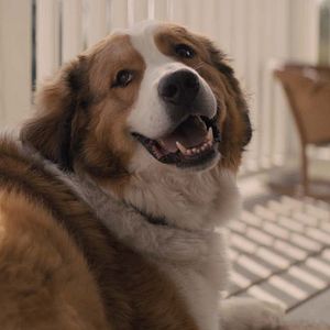 Foto Juntos para Sempre