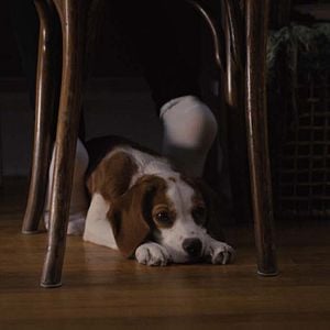 Foto Juntos para Sempre