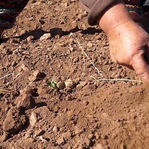 Foto O Verde Está do Outro Lado