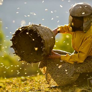 Foto Honeyland