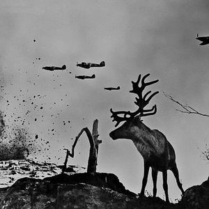 Foto O Pássaro Pintado