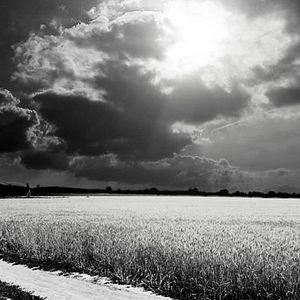 Foto O Pássaro Pintado