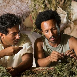 Foto Pássaros de Verão