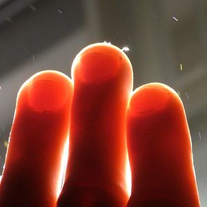 Foto Animal Indireto