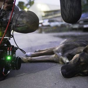 Foto Cães do Espaço