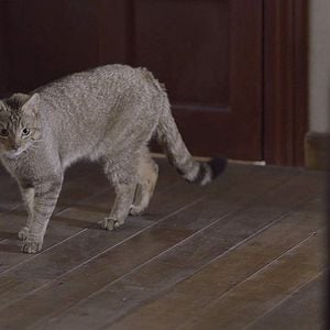 Foto 522. Um gato, um chinês e meu pai