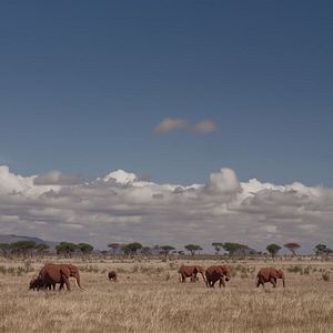 Foto The Elephant Queen