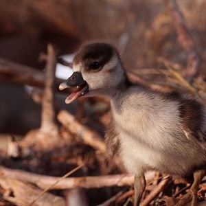 Foto The Elephant Queen