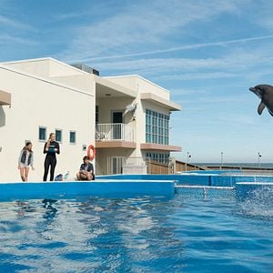 Foto Bernie, O Golfinho