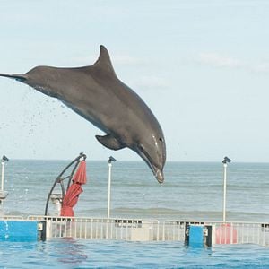 Foto Bernie, O Golfinho