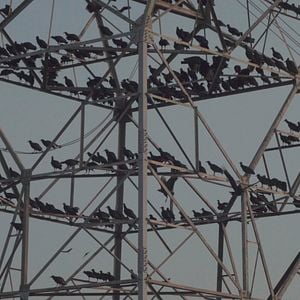 Foto Terminal Praia Grande