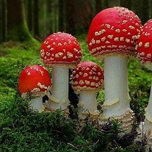 Foto Fungos Fantásticos