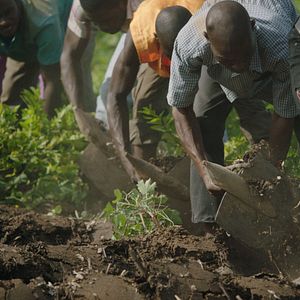 Foto A Grande Muralha Verde