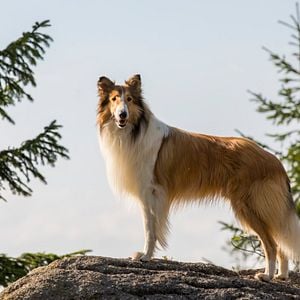 Foto Lassie: De Volta Para Casa