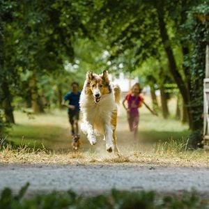 Foto Lassie: De Volta Para Casa