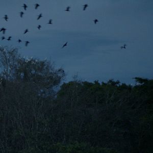 Foto Luz nos Trópicos