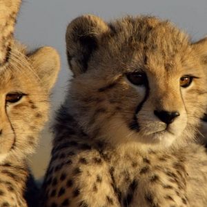 Foto Crescendo Livres