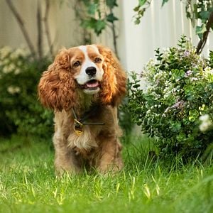 Foto A Dama e o Vagabundo