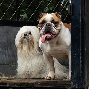 Foto A Dama e o Vagabundo