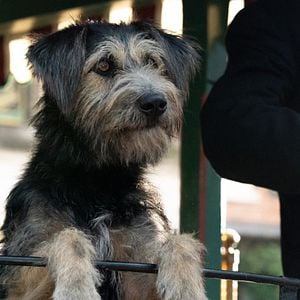 Foto A Dama e o Vagabundo