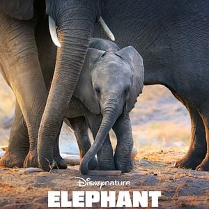 Foto Elephant