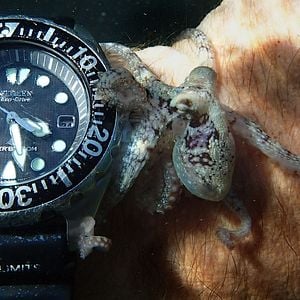 Foto Professor Polvo