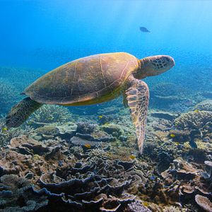 Foto David Attenborough e Nosso Planeta