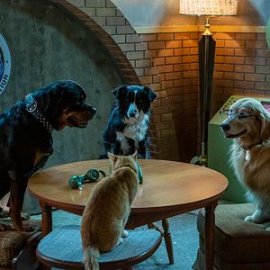 Foto Como Cães e Gatos 3: Peludos Unidos!