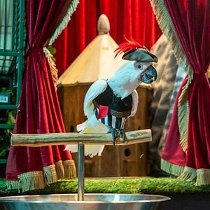 Foto Como Cães e Gatos 3: Peludos Unidos!