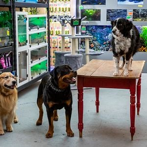 Foto Como Cães e Gatos 3: Peludos Unidos!