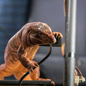 Foto Como Cães e Gatos 3: Peludos Unidos!