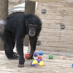 Foto A Vida Secreta dos Chimpanzés