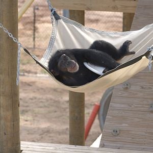 Foto A Vida Secreta dos Chimpanzés