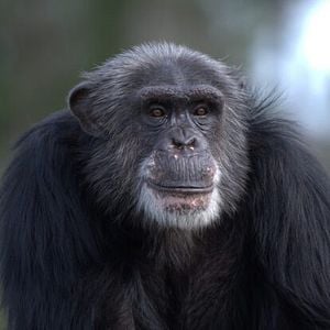 Foto A Vida Secreta dos Chimpanzés