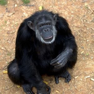 Foto A Vida Secreta dos Chimpanzés