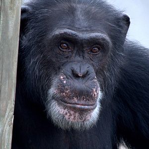 Foto A Vida Secreta dos Chimpanzés
