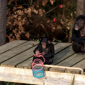 Foto A Vida Secreta dos Chimpanzés