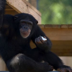 Foto A Vida Secreta dos Chimpanzés