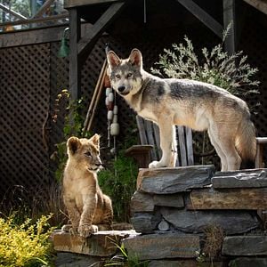 Foto O Lobo e o Leão