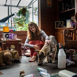 Foto O Lobo e o Leão