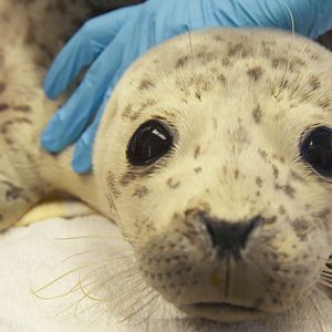 Foto Alaska: Reabilitação Selvagem