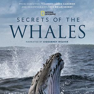 Foto O Segredo das Baleias