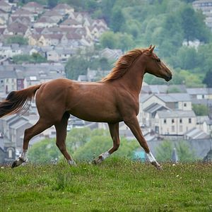 Foto O Cavalo dos Meus Sonhos